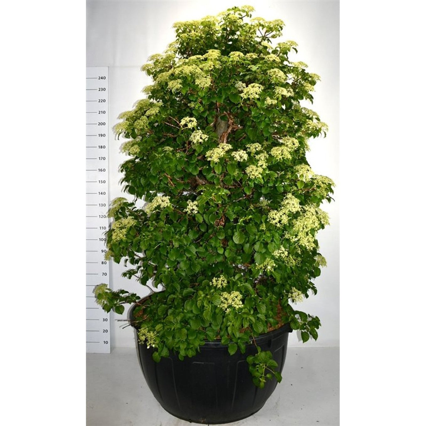 Klätterhortensia – Hydrangea petiolaris - C500 200-225 cm. Sol